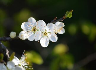 Co zamiast owocowych Czwartków?