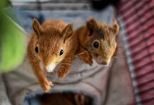 Czy ojciec może wziąć opiekę nad drugim dzieckiem gdy matka jest na macierzyńskim?