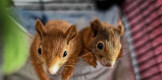 Czy ojciec może wziąć opiekę nad drugim dzieckiem gdy matka jest na macierzyńskim?